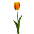 Tulipe orange