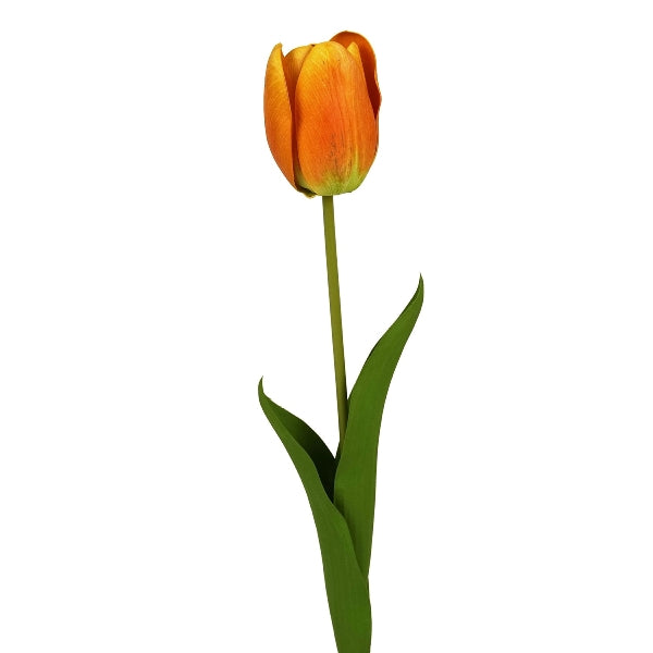 Tulipe orange