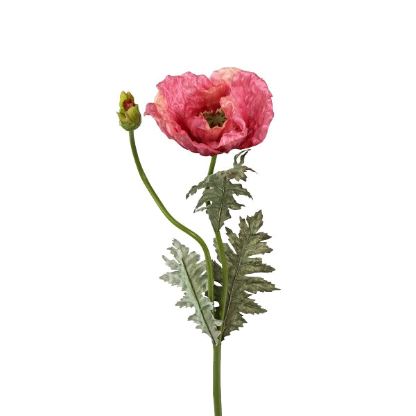 Poppy, violet