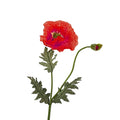 Poppy, rouge